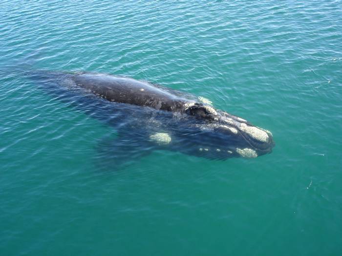 Southern Right Whale, Argentina shutterstock_84993172.jpg