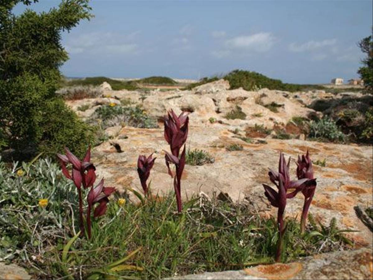 Serpias Levantina