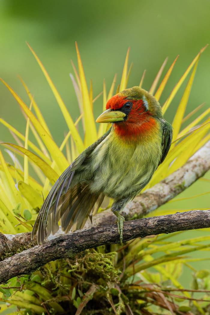 Red-headed Barbet © Francisco Muñoz.jpg