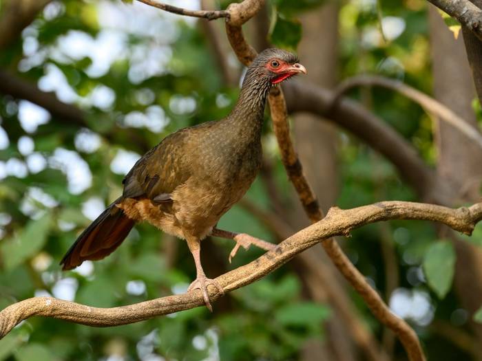 Chaco Chachalaca, Paraguay shutterstock_2240152693.jpg