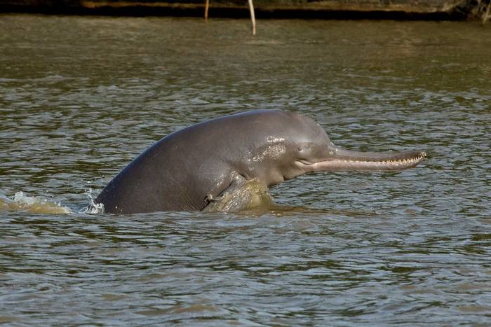 Ganges River Dolphin shutterstock_1696797763.jpg