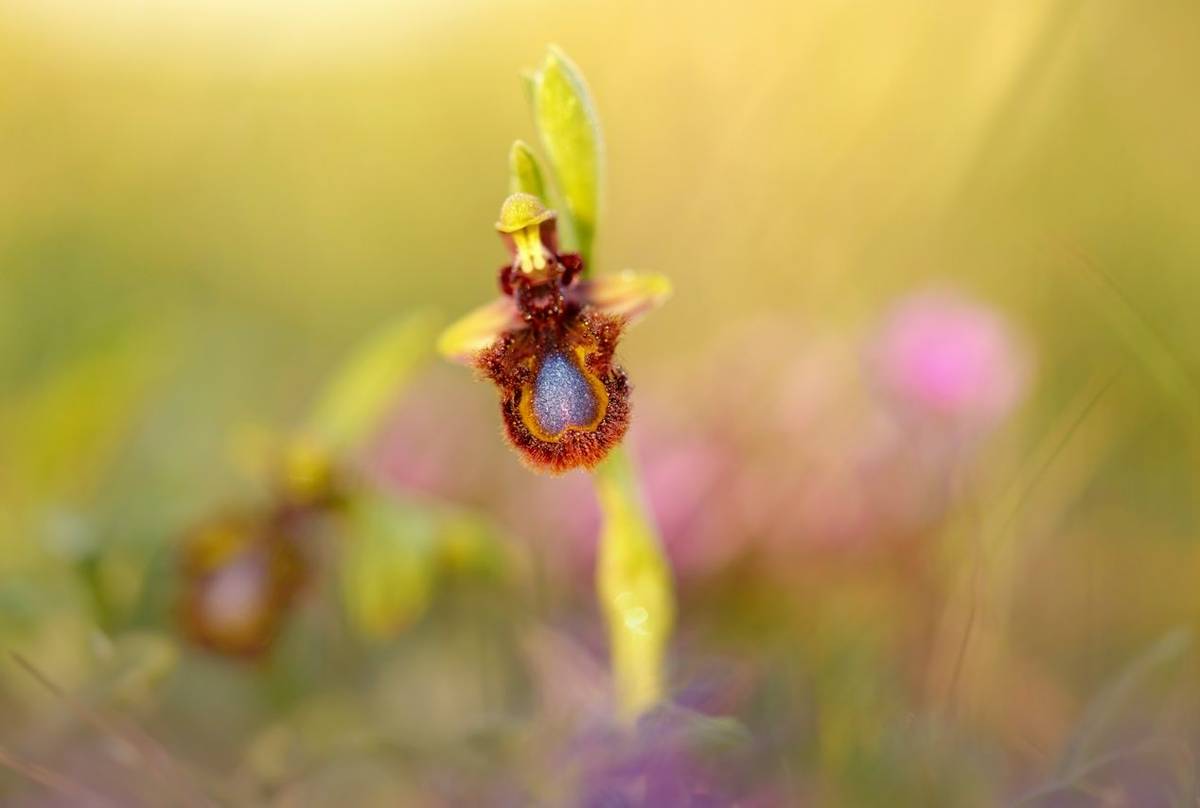 Mirror Orchid