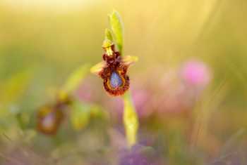 Mirror Orchid