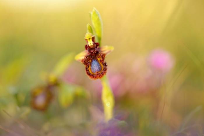 Mirror Orchid