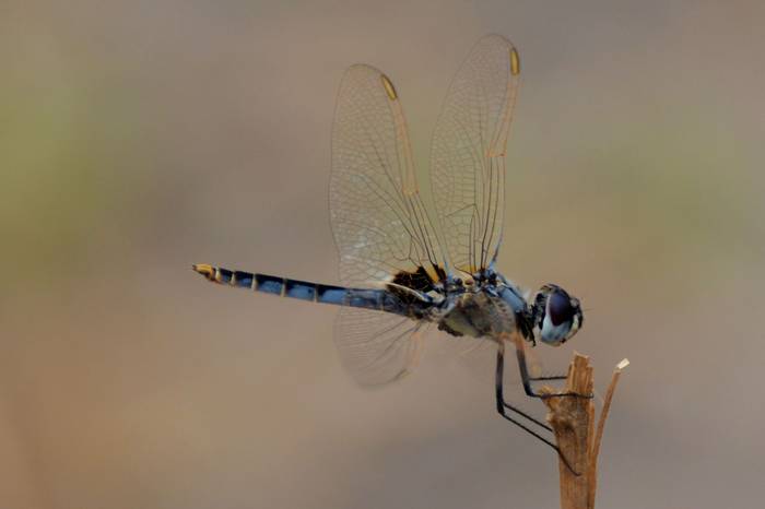Dragonfly (Rob Thatcher)