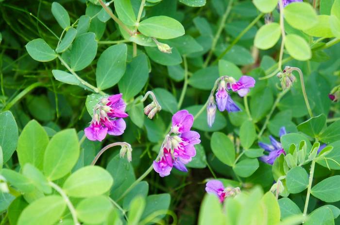 Sea Pea (Lathyrus japonicus)
