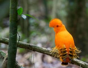 Guyana - A Timeless Paradise