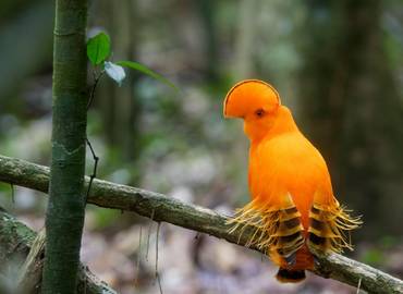 Guyana - A Timeless Paradise