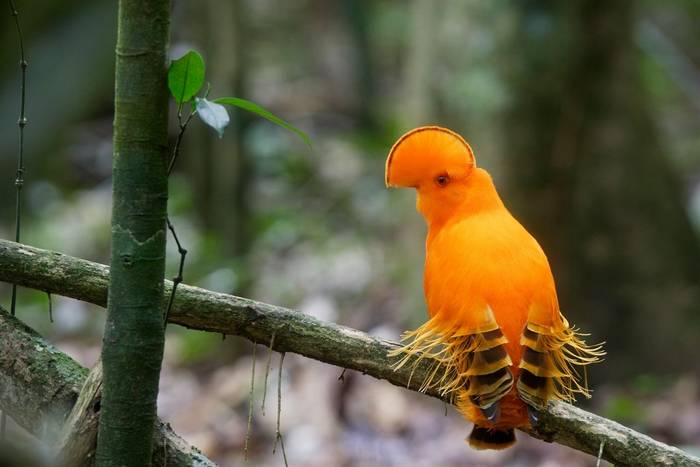 Guianan Cock of the Rock