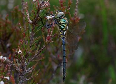 Dragonflies of the Highlands