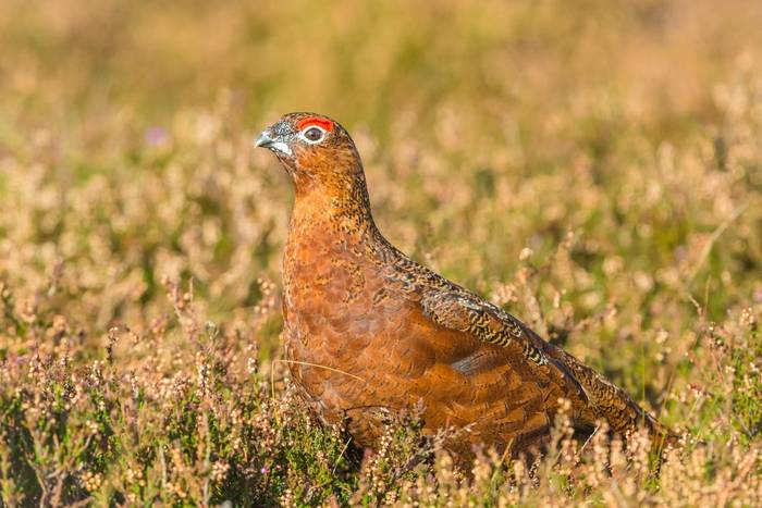 Red Grouse, UK shutterstock_1195252153.jpg