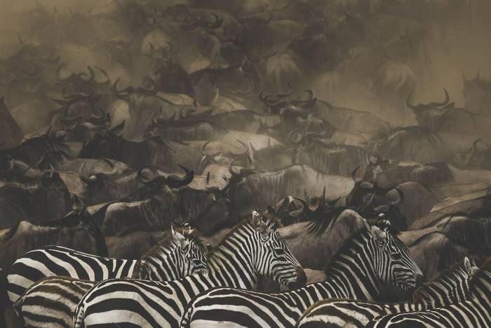 Plains Zebra and Blue Wildebeest (John Haskew).jpg