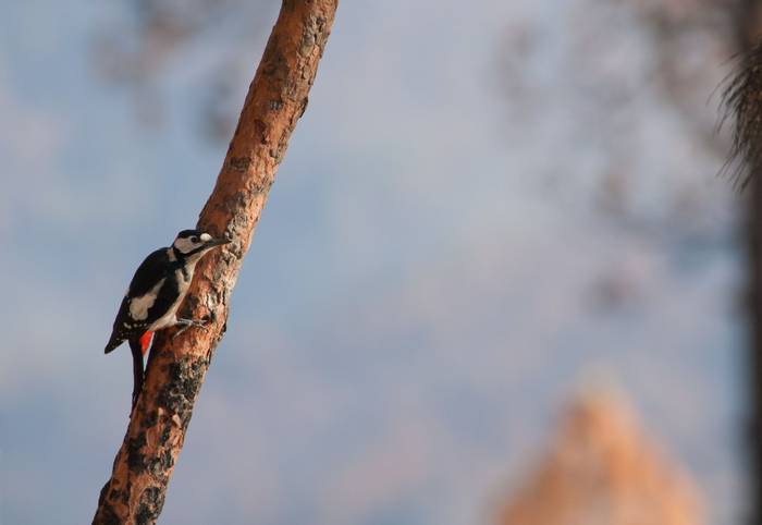 greater spotted woodpecker gran canaria shutterstock_1519109795.jpg