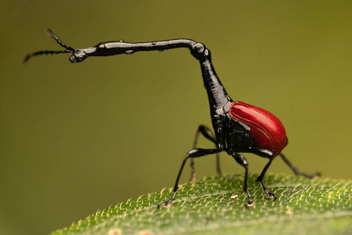 giraffe weevil_3R59891.jpg