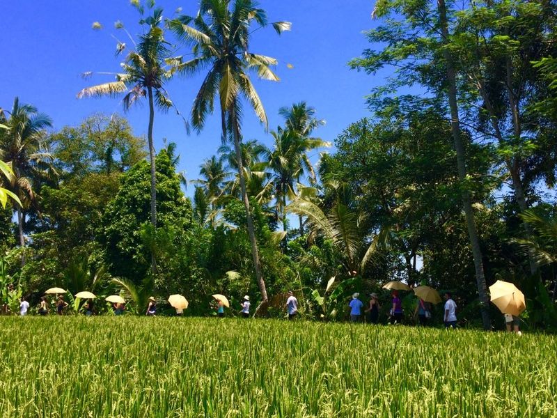 Bali discover hike jungle